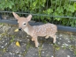 Kitz Bambi Reh Deko Wild