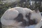 Katze Schlafend Material Polyresin Garten Figuren Deko