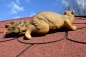 Eichhörnchen Deko Gartenfigur zur Wandbefestigung