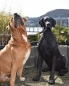 Deutsche Dogge Figur Skulptur Dekoration Hundefiguren Tierfigur Hund groß