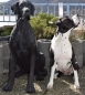 Deutsche Dogge Figur Skulptur Dekoration Hundefiguren Tierfigur Hund groß