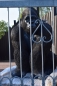 Gorilla Affe Menschenaffe Garten Figur Afrika Zoo Deko Abholung Neu Lebensecht