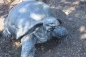 Große Landschildkröte Gartenfigur lebensechte Schildkröte Tierfigur Reptil