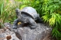 Deko Landschildkröten Figuren Schildkröte Tierfigur Kunstharz Kröte Reptil Höhe 18 cm