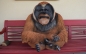 Orang Utan Affe Menschenaffe Gartenfigur Affen Afrika Zoo Dekoration Abholung
