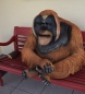 Orang Utan Affe Menschenaffe Gartenfigur Affen Afrika Zoo Dekoration Abholung