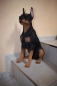 Dobermann Hund Tierfigur Hündin Welpe Deko Gartenfigur Höhe 60 cm kein Versand
