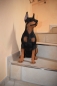 Dobermann Hund Tierfigur Hündin Welpe Deko Gartenfigur Höhe 60 cm kein Versand