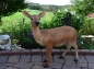 Großes stehendes Reh lebensechtes Wild Deko