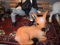 Reh Gartenfigur Lebensecht Dekoration Rehkitz Wildtiere Tierfigur Deko