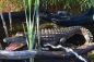 Deko Figur Krokodil XXL Aligator Reptil Echse. >>>>Nur Abholung<<<<