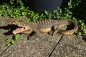 Deko Figur Krokodil XXL Aligator Reptil Echse. >>>>Nur Abholung<<<<