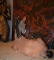FOHLEN PFERD FIGUR STATUE SKULPTUR DEKO GARTEN PONY
