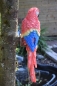 Deko Papagei mit Wandbefestigung Farbe Rot