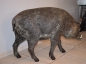 Großes Schwein Eber Sau XXXL Gartenfigur Dekoration Lebensgroß Waldtier Wildschwein NEU