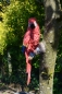 Deko Papagei mit Wandbefestigung Farbe Rot