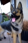 Deutscher Schäferhund Deko Garten Haus