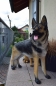 Deutscher Schäferhund Deko Garten Haus