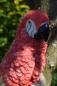 Deko Papagei mit Wandbefestigung Farbe Rot