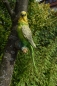Wellensittich Deko Figur Höhe 32 cm  Großer Vogel Papagei