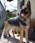 Deutscher Schäferhund Deko Garten Haus