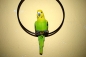 Wellensittich Deko Lebensechter Vogel Farbe Grün Gelb