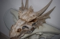 Drachenkopf Drachenfigur Deko Fantasy Sammlerobjekte Wandrelief