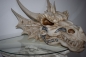 Drachenkopf Drachenfigur Deko Fantasy Sammlerobjekte Wandrelief