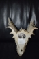Drachenkopf Drachenfigur Deko Fantasy Wandrelief klein Totenkopf Sammlerobjekte