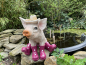 Deko Schwein mit Hut Pinke Stiefel
