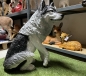 Großer Wolf Dekoration Hundefigur Gartenfigur