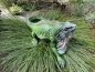 Leguan Eidechse Deko Gartenfigur