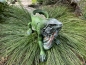 Leguan Eidechse Deko Gartenfigur