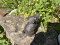 Deko Maus Material Gusseisen Ratte Skulptur