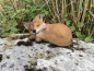 Fuchs Deko Figuren Gartenfigur Tierfigur