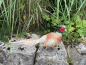 Fasan Deko Vogel Wald Wiese Gartenfigur