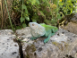 Leguan Deko Reptil Gartenfigur Tierfigur