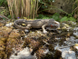 Eidechse Reptil Gartenfigur Terrarium