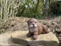 Deko 2 er Set Otter