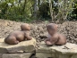 Deko 2 er Set Otter