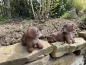 Deko 2 er Set Otter