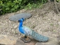 Deko Pfau vogel Gartenfigur