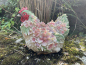 Sitzendes Huhn mit Blumen Deko Gartenfigur