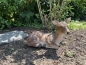 Deko Reh Bambi liegend Figur Garten Wildtier.