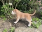 American Bully Deko Hundefigur
