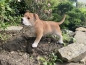 American Bully Deko Hundefigur