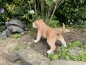 American Bully Deko Hundefigur