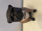 Hund Englische Bulldogge mit Anzug Deko Hundefigur