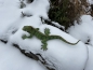 Leguan Deko Reptil Teichfigur Haus oder Gartenfigur