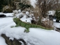 Leguan Deko Reptil Teichfigur Haus oder Gartenfigur